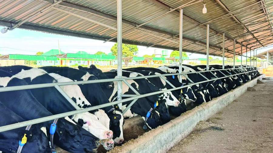 Bashe Dairy Farm cattle under shade at the Magiri estate, Tabora